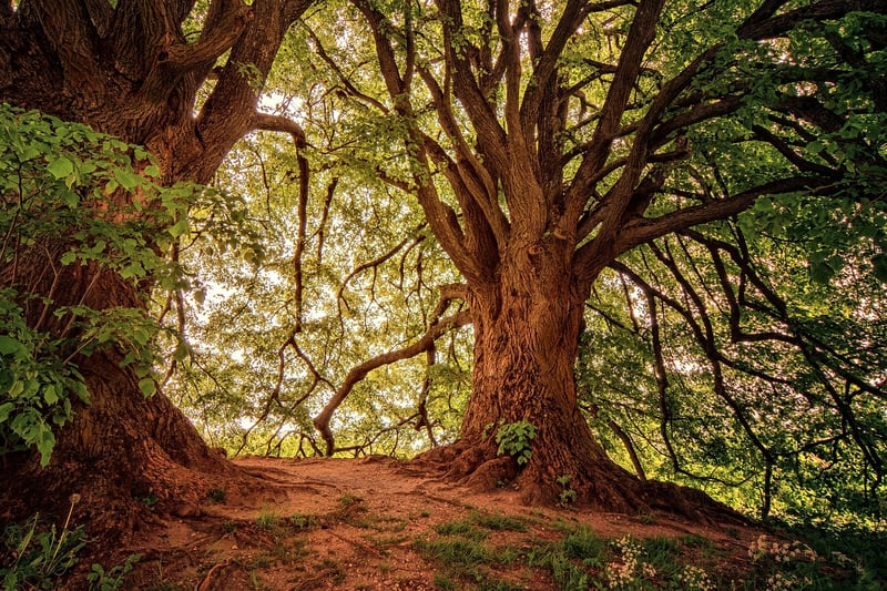 Peaceful Forest